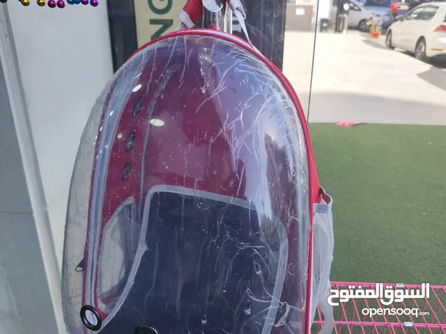 شنتة حمل قطط