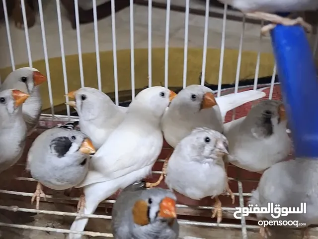 طيور جنة للبيع