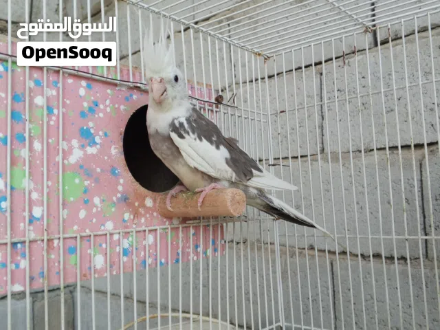 زوج كوكتيل جواهن بيض