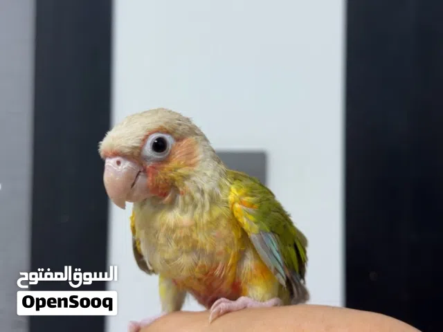 كنيور باينبل للبيع