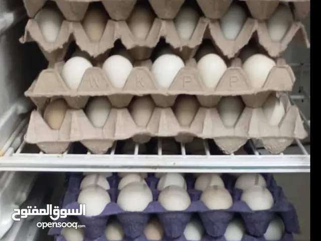 بيض عماني فرنسي مخصب 90%