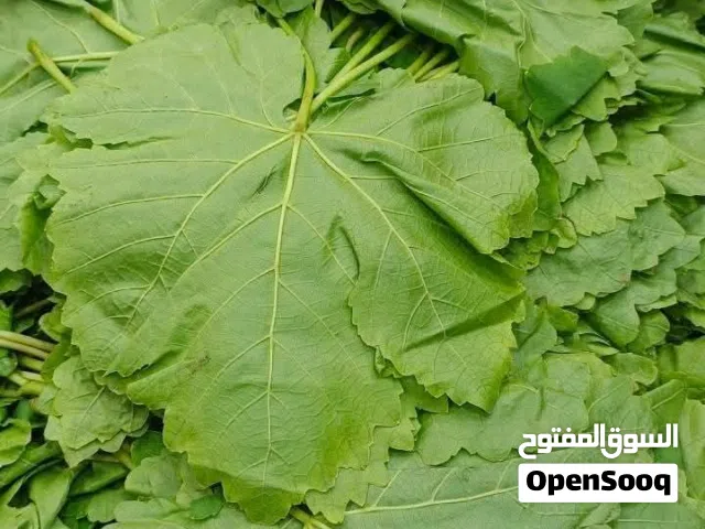 دوالي بلدي نخب اول ورق عنب الموقع الاغوار الشماليه المشارع بسعر مناسب للجميع ويوجد كميات تواصل واتس