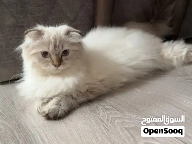 للتبني قطه هملايا