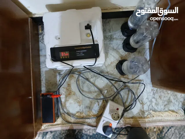 فقاسه بيض دجاج