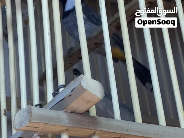 بلبل وحشي طايح مال بصره