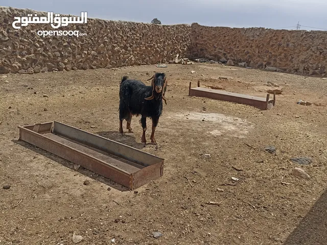 حيوانات معز للبيع