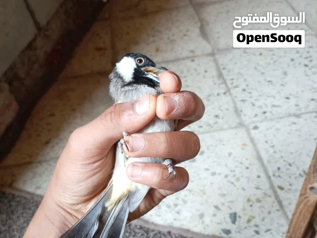 بلبل وحشي للبيع