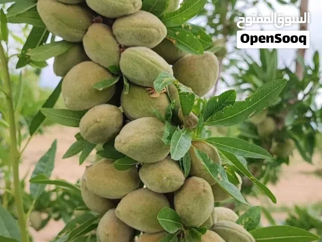 نقدم خدمات قص وتقليم الاشجار بإحترافية عالية و خبرة ممتازة