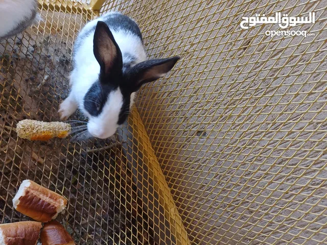 اقرأ الوصف