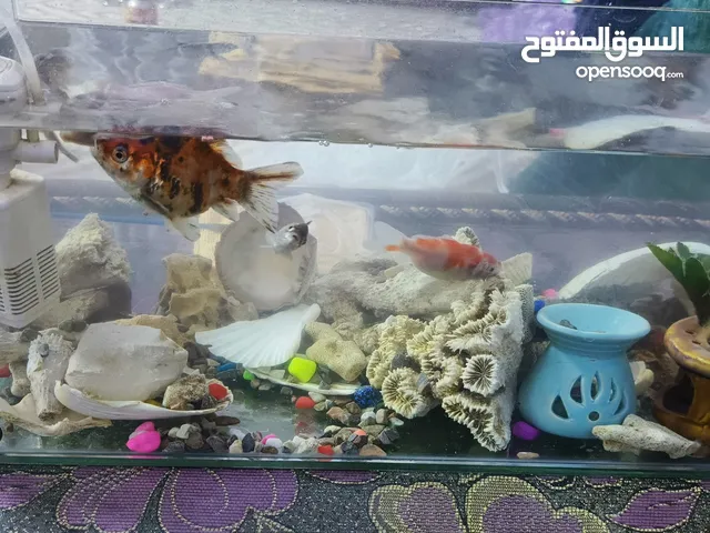 حوض سمك للبيع