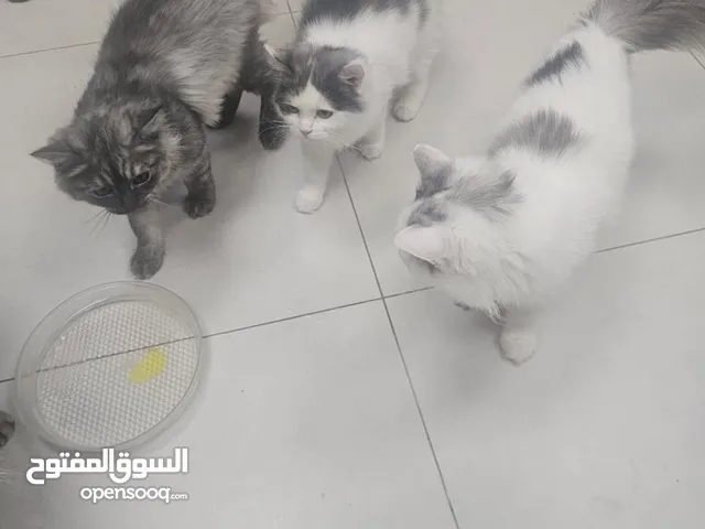 قطط لطيفة وجميلة