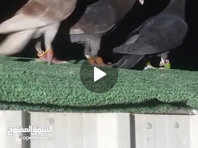 طيور حمام بسعر حرق 2