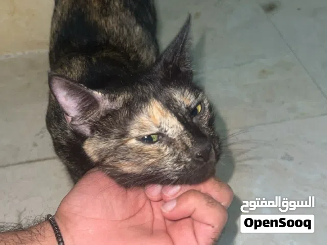 Cat for adoption