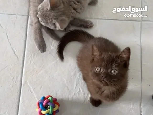 قطط سكوتش فولد و ستريت تشوكلت بيور