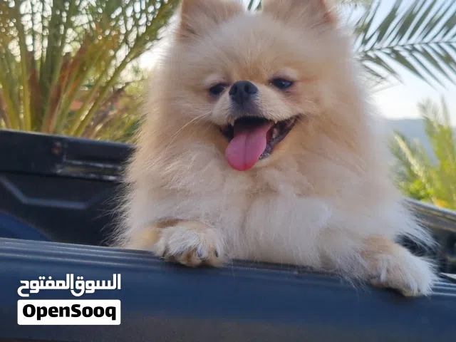 ذكر بومرينيان بيور بصحه ممتازه