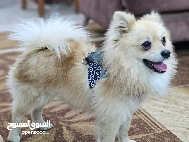 كلب ذكر  بومرينيان العمر سنة لعوب وماخد المطاعيم وحبة الدود