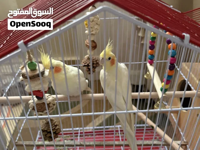 بغبغا كروان