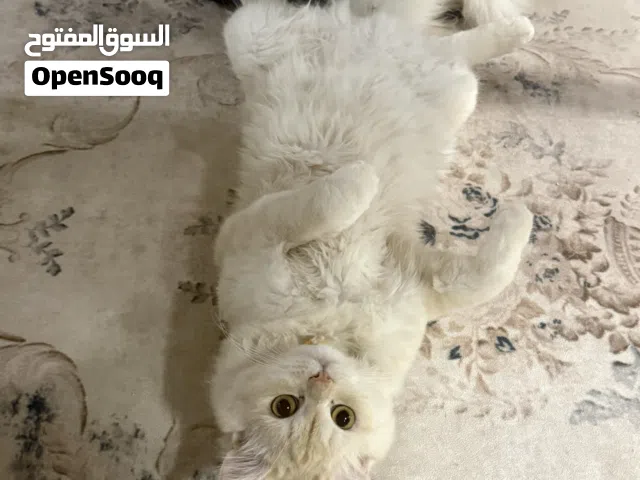 للهبه ما للبيع قطط ذكر مكس شيرازي