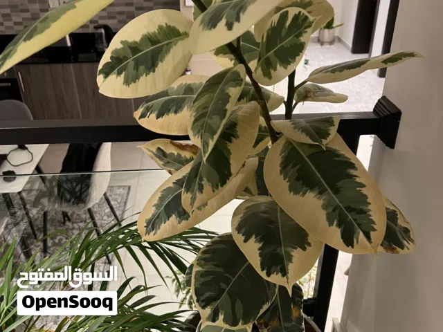 Fecus Elastica Plant 130 CM Height- Ceramic Off White Pot