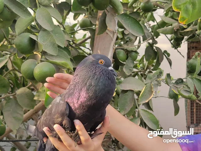 fancy pouter pigeon breeding pair