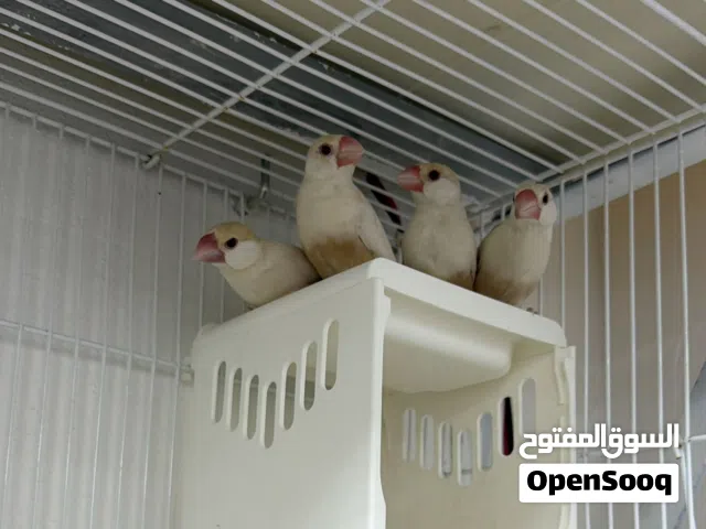 للبيع طيور الجاوا