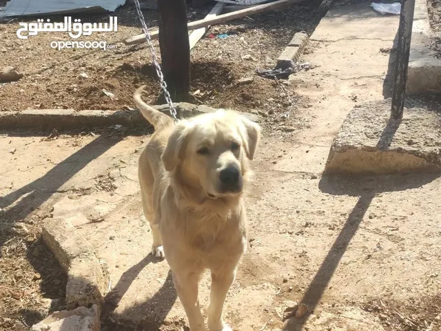 ذكر قولدن (بابلو)