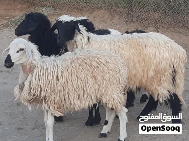 ذبايح عمانية من جميع الاحجام