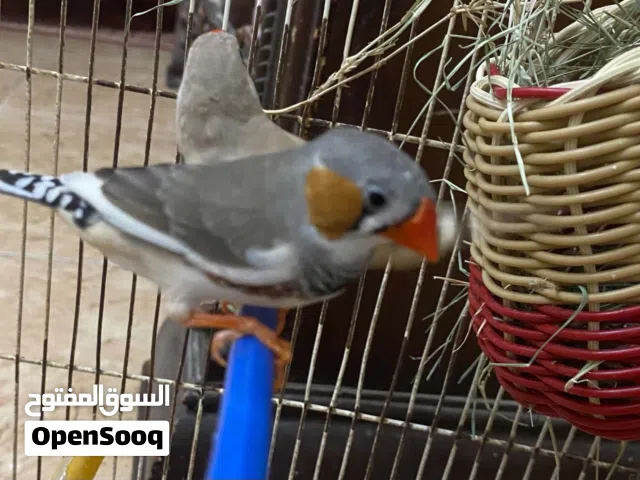كوبيه زيبرا الله يبارك اللبيع
