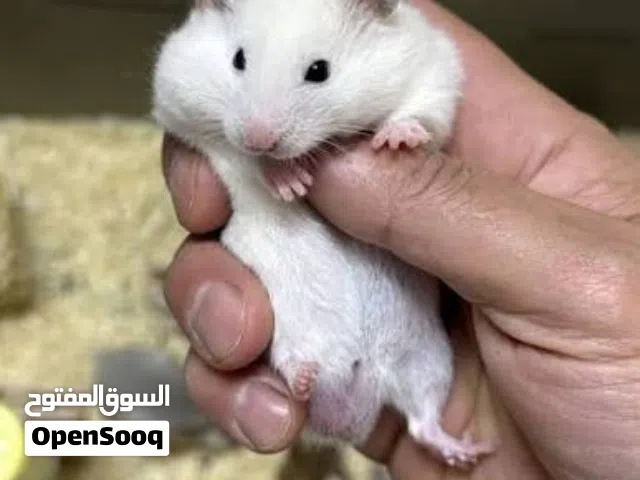 جوز هامستر ابيض