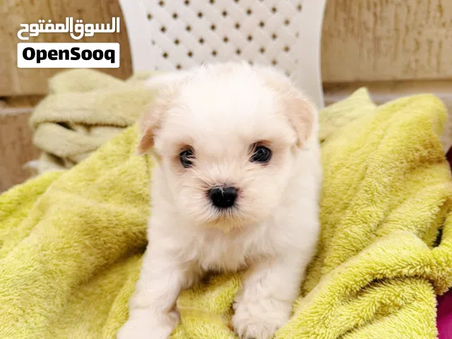 SHIHTZU PUPPY