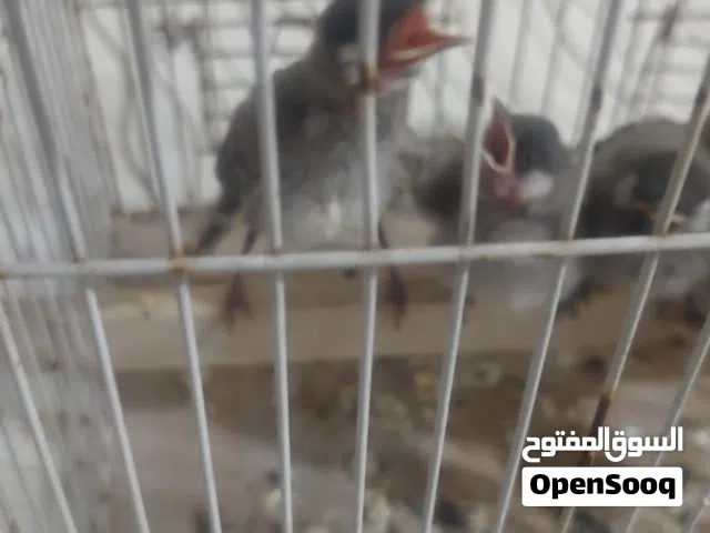 افراخ بلابل