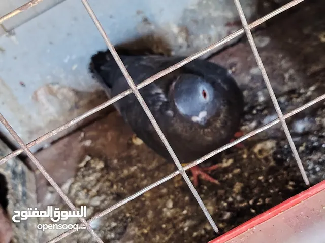 حمام مشكل زواج للبيع