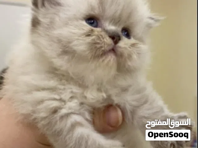 قطط راغدول وهمالايا بيور متدربة ومتعلمة على اللتر بوكس بصحة ممتازة  الدباديب الصغيرة جاهزة لمنزلها