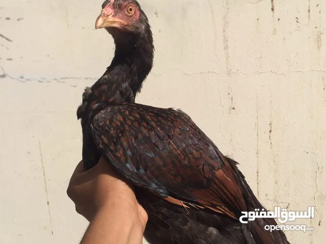 دياي للبيع أمورهن فوق الطيبه نسل ميوالي