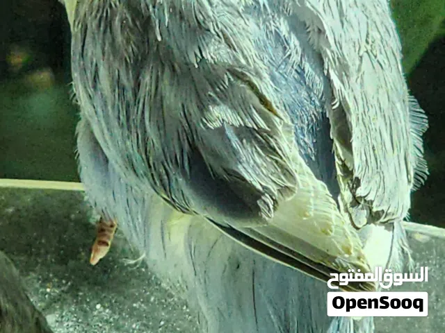فراخ لوفبيرد لوفبيردنهايهة عس تقريبا  احجام جمبو العمر اسبوعين