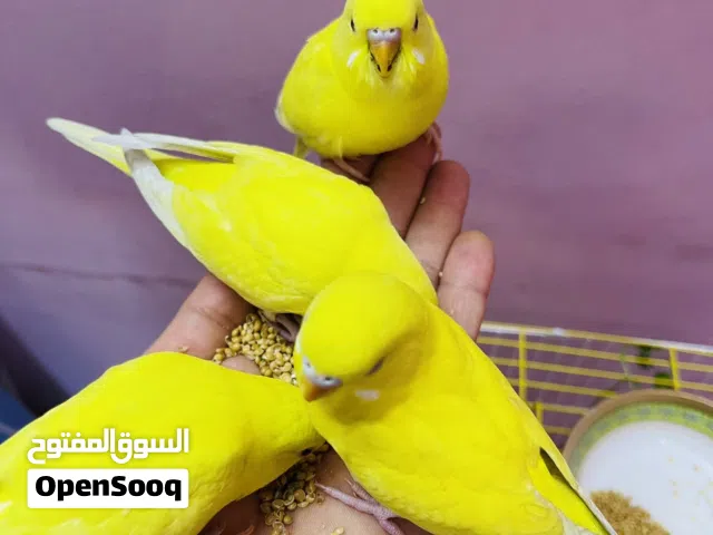 طيور حب أليفات عين حمره