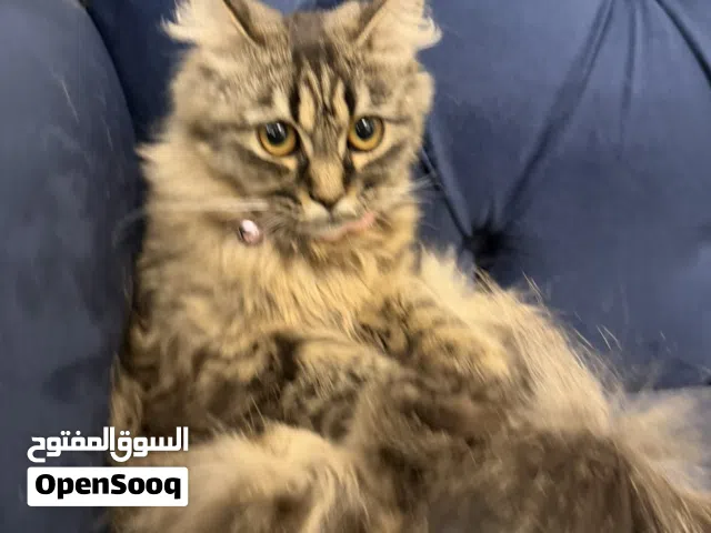 قطة للبيع سعر خيالي لفصيلة نادرة