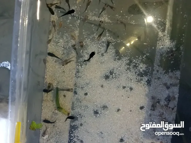 سمك كوبي عمر اسبوع الا بيع 4سمكات بدينار