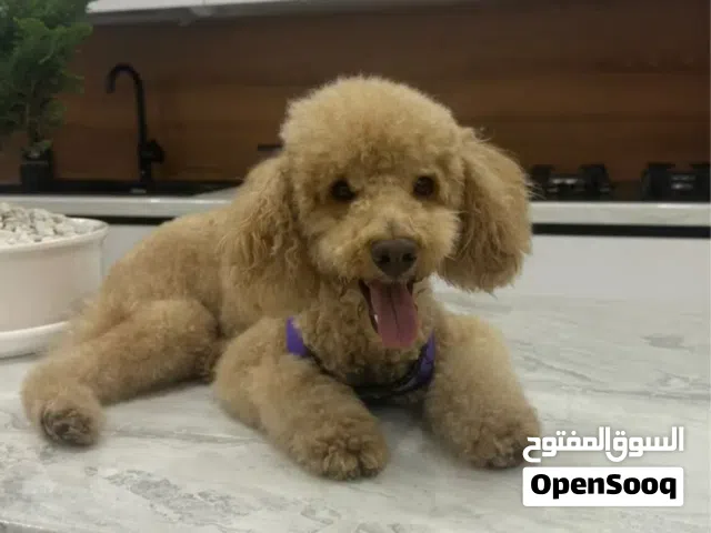 Toy Poodle – Vaccinated & House Trained
