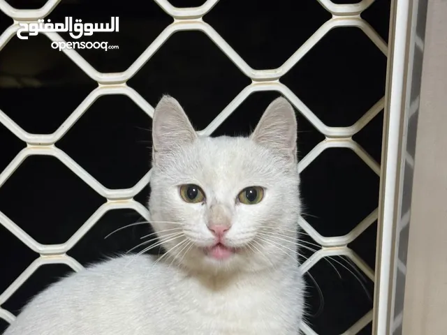 قط مفقود في العين/ المقام  lost cat