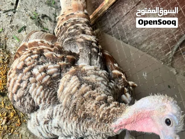 متوفر زوجين دجاج رومي منتجين
