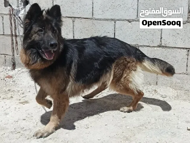 متاح انثى جيرمن شيبرد لونج هير شوفت عينك صحه ونضافه : الي بدو فيدو موجود