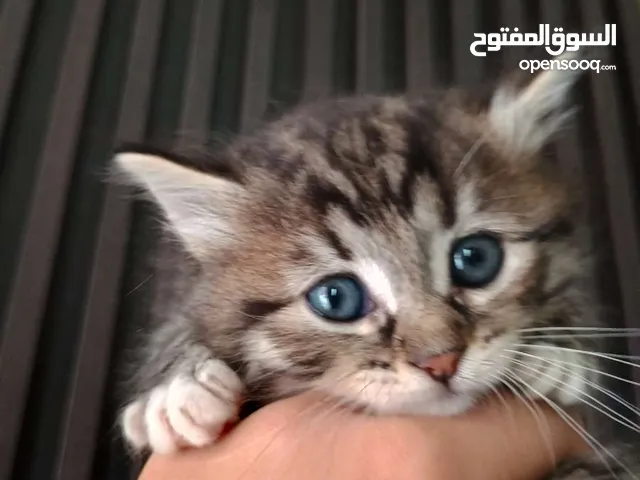 قطط للبيع مكس شانشيلا