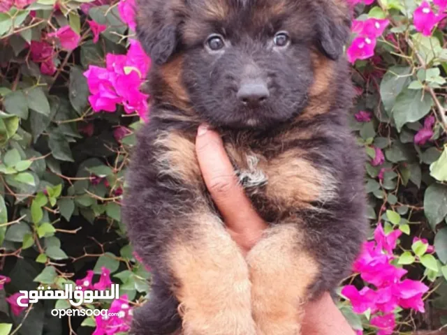 Male and female German sheprd puppies long hair top level
