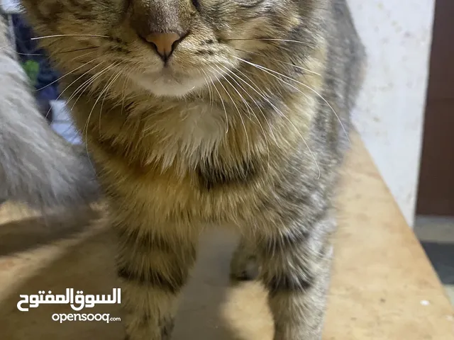 قطتين همالايا للتبني عمرهم 9 شهور