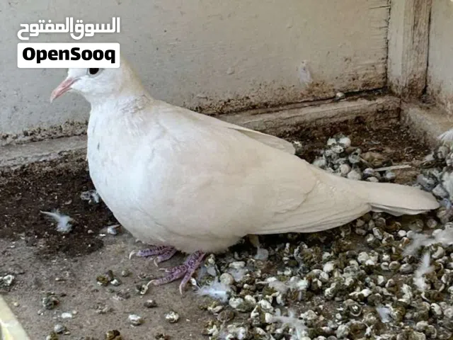 يمام ابيض للبدل