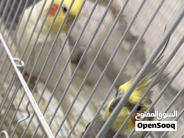 زوج كوكتيل صحة ممتازة بيعة سريعة