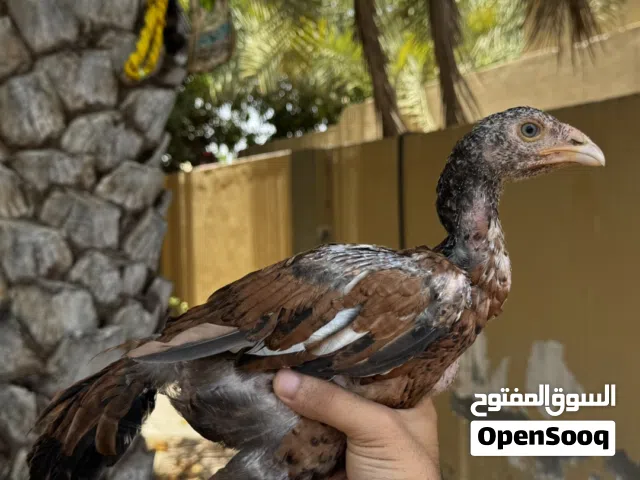 دجاجه بنجابي