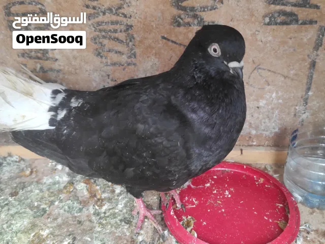 طير نوري للبيع ابو بدل على جوز بلديات