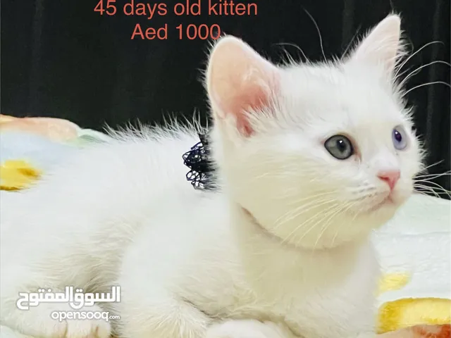 Adorable kittens for adoption